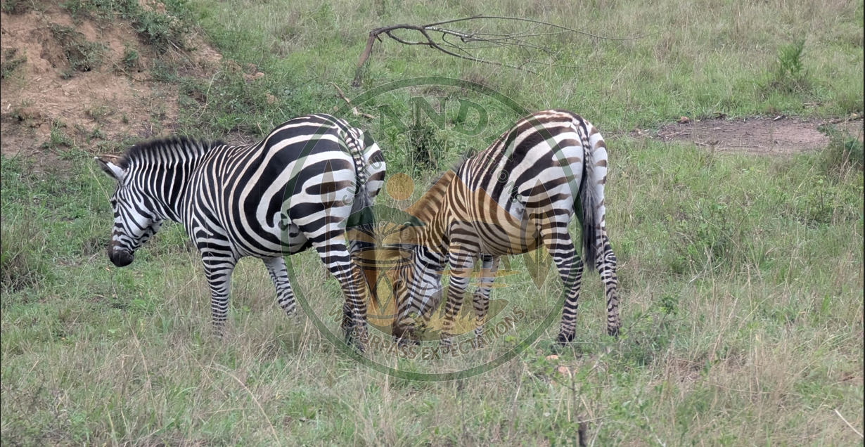 Explore the beauty of Lake Mburo National Park