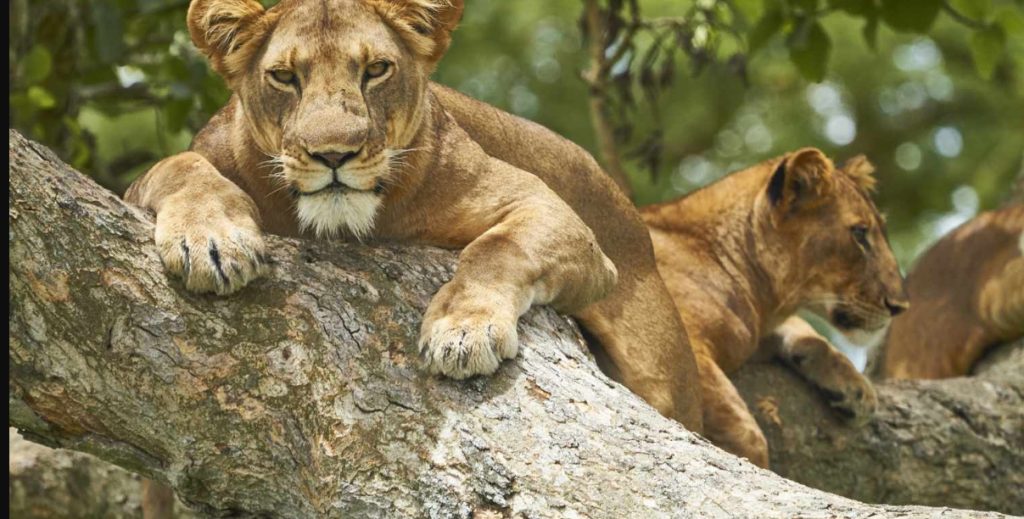 The Biodiversity of Queen Elizabeth National Park