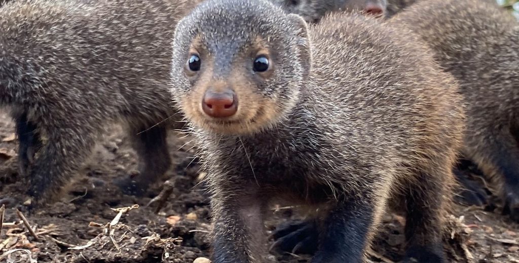 The Mongoose Species of Queen Elizabeth Park