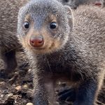 The Mongoose Species of Queen Elizabeth Park
