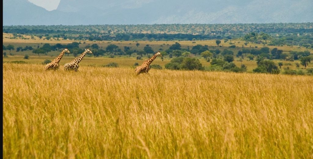 The True Wilderness of Kidepo Valley National Park