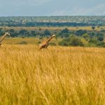 The True Wilderness of Kidepo Valley National Park
