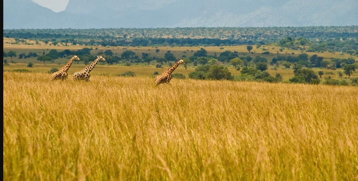 The True Wilderness of Kidepo Valley National Park
