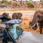 Travel Tips for Travellers on a Safari in East Africa