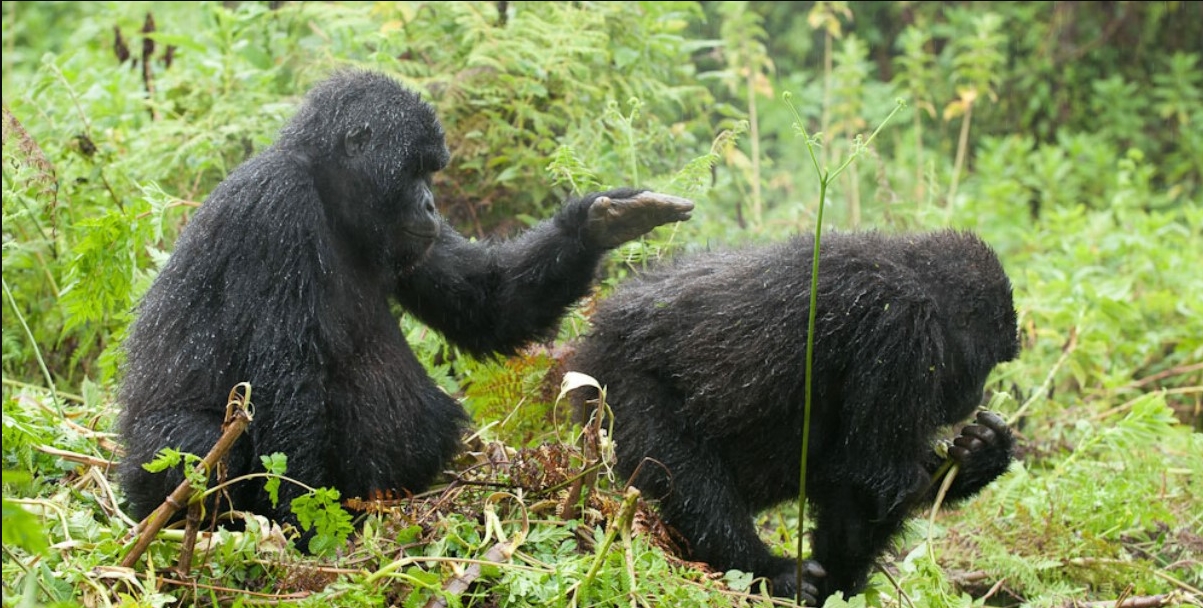 Accessing Mgahinga National Park