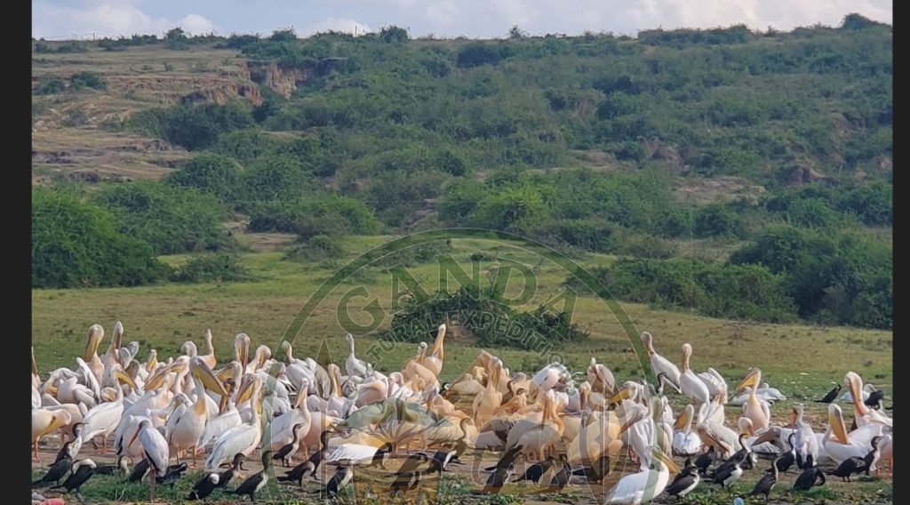 Birding in Queen Elizabeth National Park