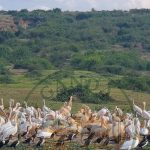 Birding in Queen Elizabeth National Park