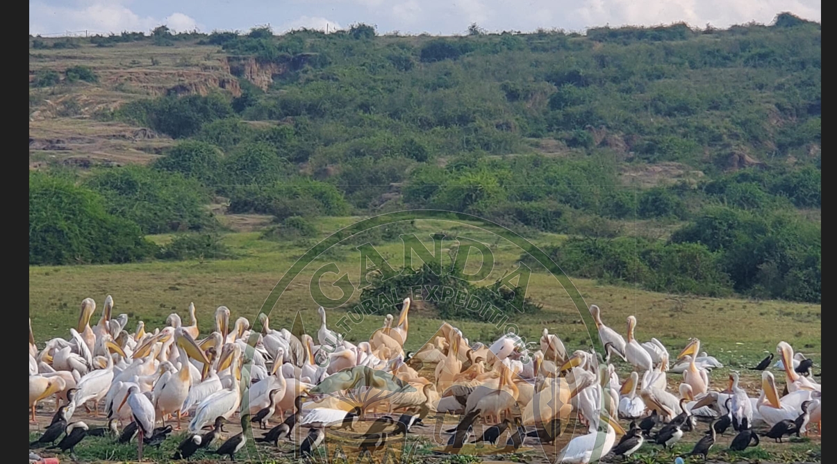 Birding in Queen Elizabeth National Park