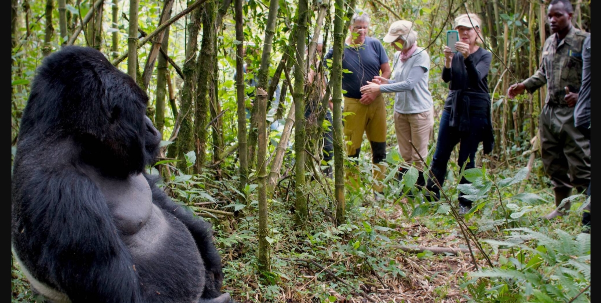 Elderly Gorilla Trekking in Uganda