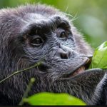 Are Chimpanzee Sightings Guaranteed in Kibale National Park