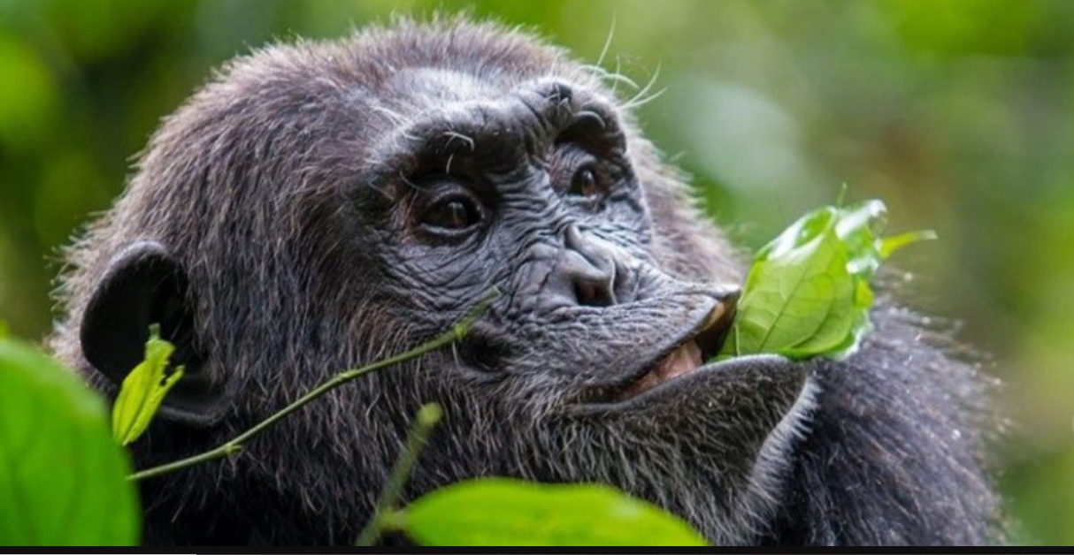 Are Chimpanzee Sightings Guaranteed in Kibale National Park