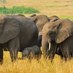 Getting to Queen Elizabeth National Park