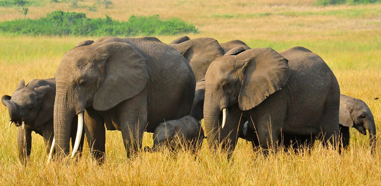 Getting to Queen Elizabeth National Park