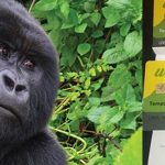 Best Way to Book Your Trekking Permit in Bwindi