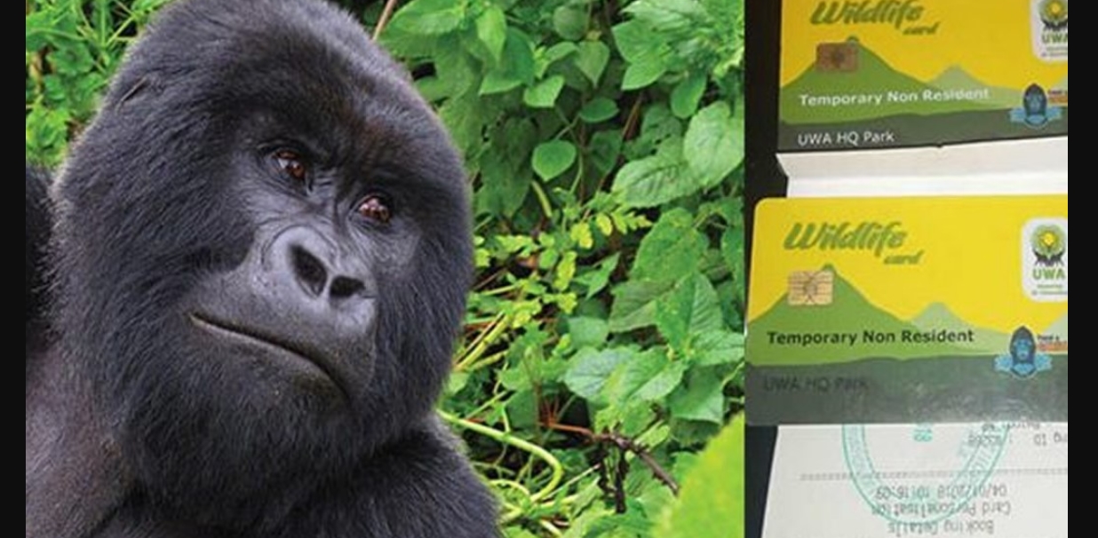 Best Way to Book Your Trekking Permit in Bwindi
