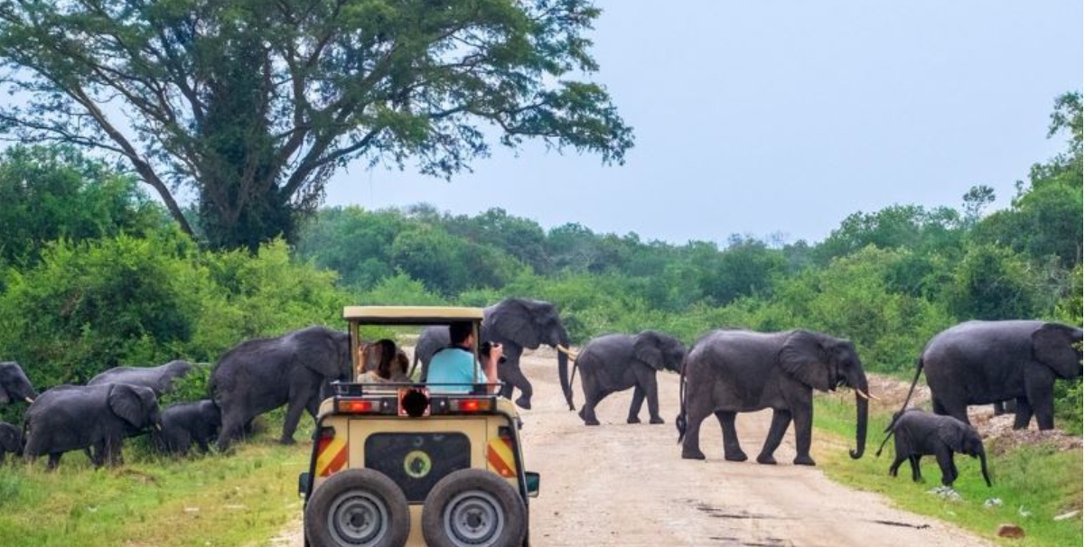 Getting to Queen Elizabeth National Park