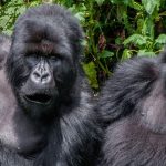 Gorilla Trekking Tours in Bwindi