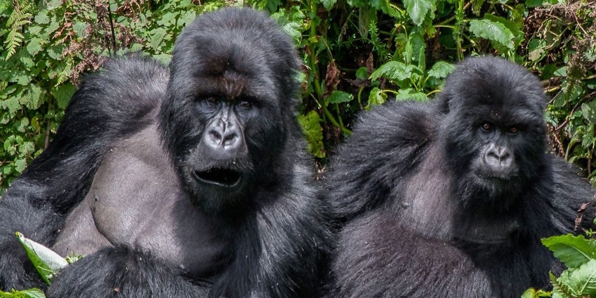 Gorilla Trekking Tours in Bwindi