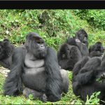 Luxury Gorilla Tours in Uganda