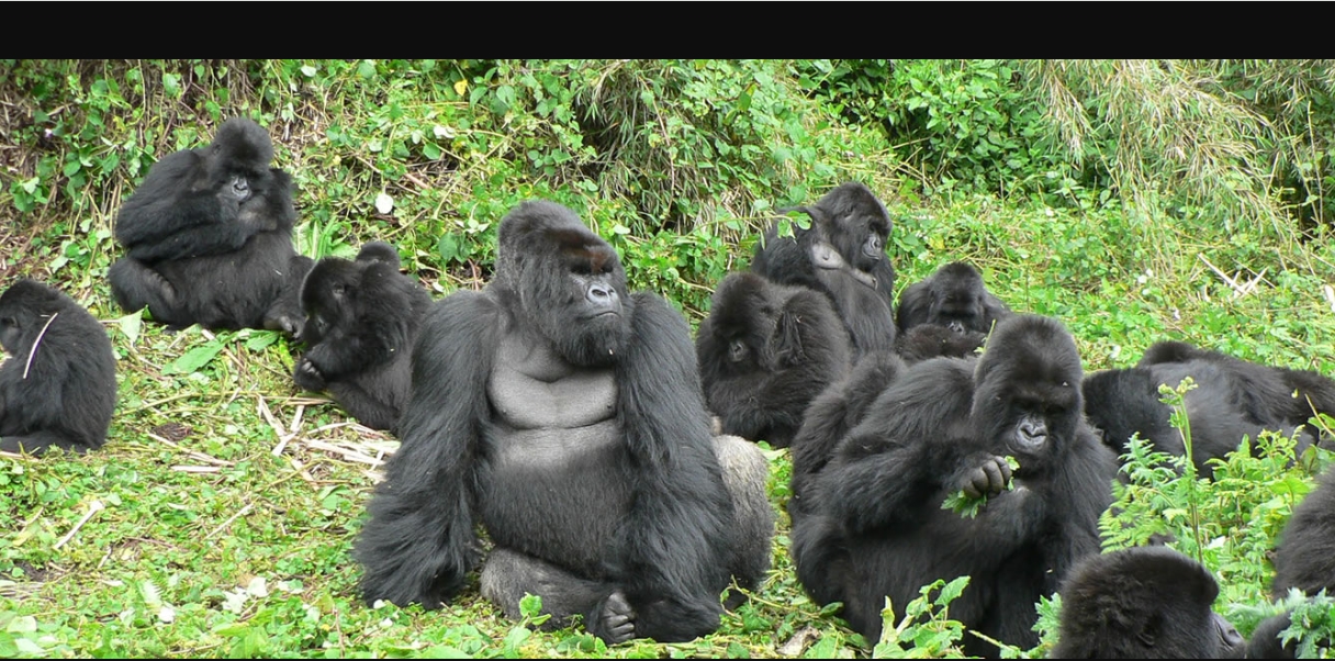 Luxury Gorilla Tours in Uganda