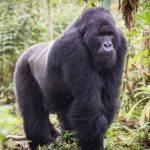 What are Gorillas?