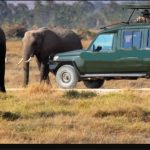 Are Game Drives in Queen Elizabeth Park Worth Paying for?