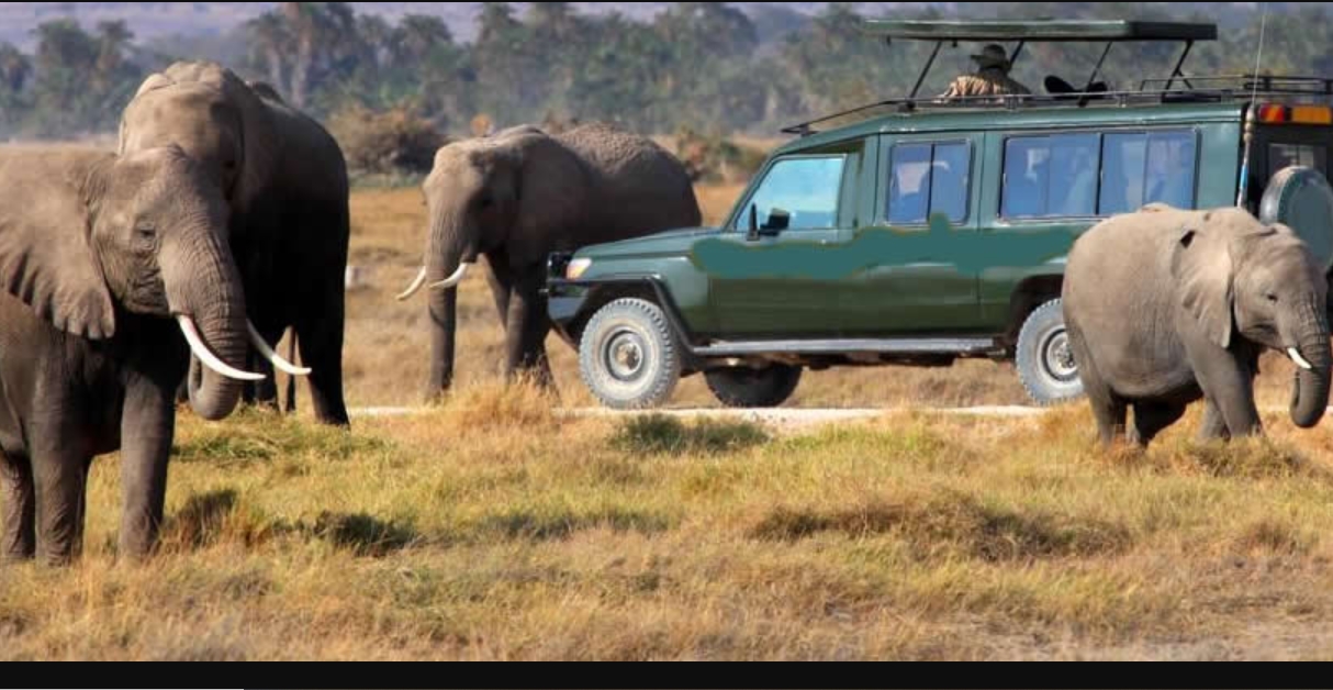 Are Game Drives in Queen Elizabeth Park Worth Paying for?