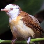 The Beautiful Red-collared Babbler