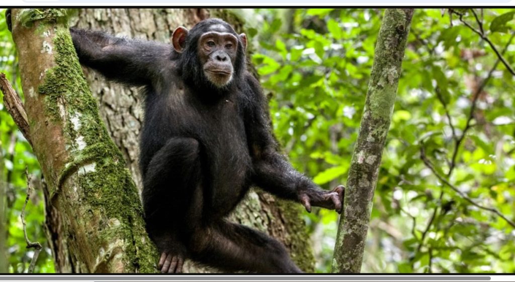 Top Things to Do in Kibale National Park