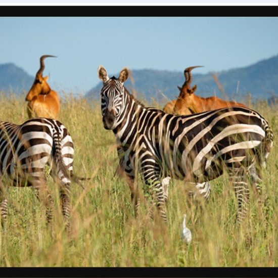 Image thumbnail