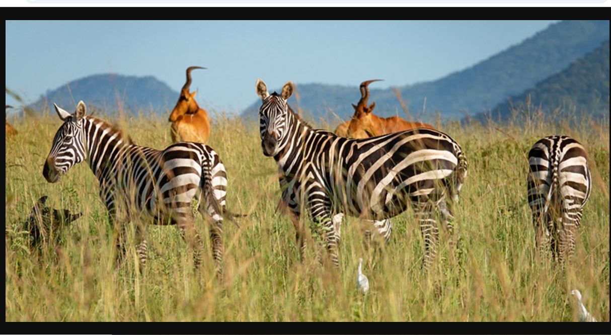 Uganda Wildlife and Safari Overview