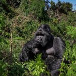 Uganda’s Mgahinga National Park