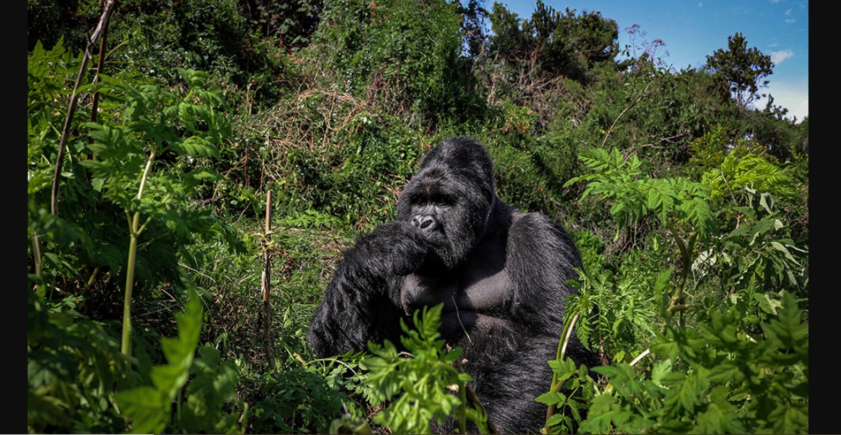 Uganda’s Mgahinga National Park