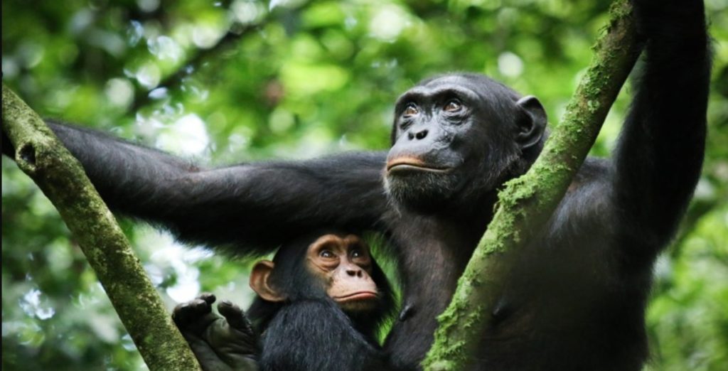 What you Should Know About Chimpanzee Trekking in Kibale
