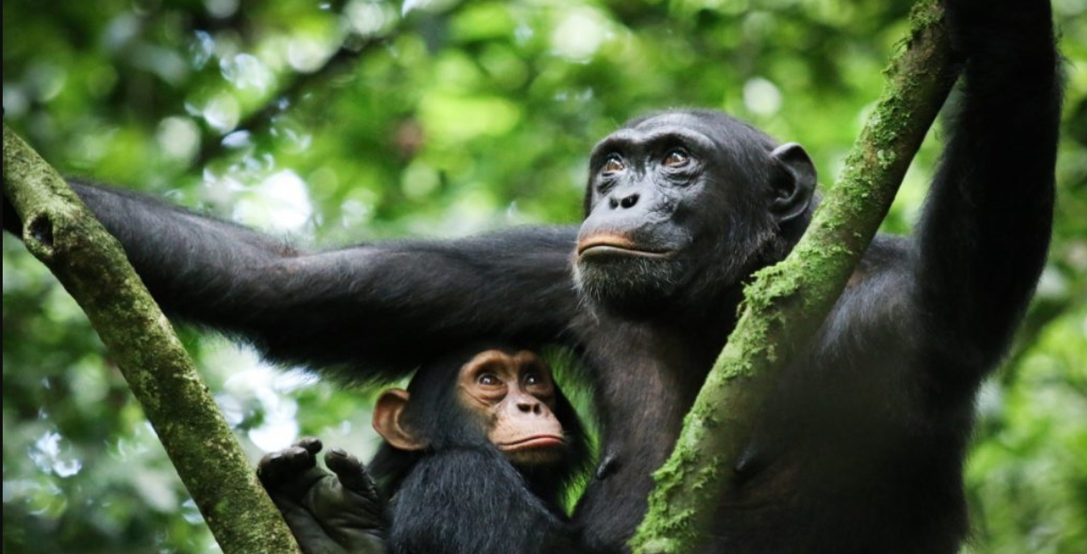 What you Should Know About Chimpanzee Trekking in Kibale