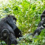 wilflife safari to bwindi impenetrable National park