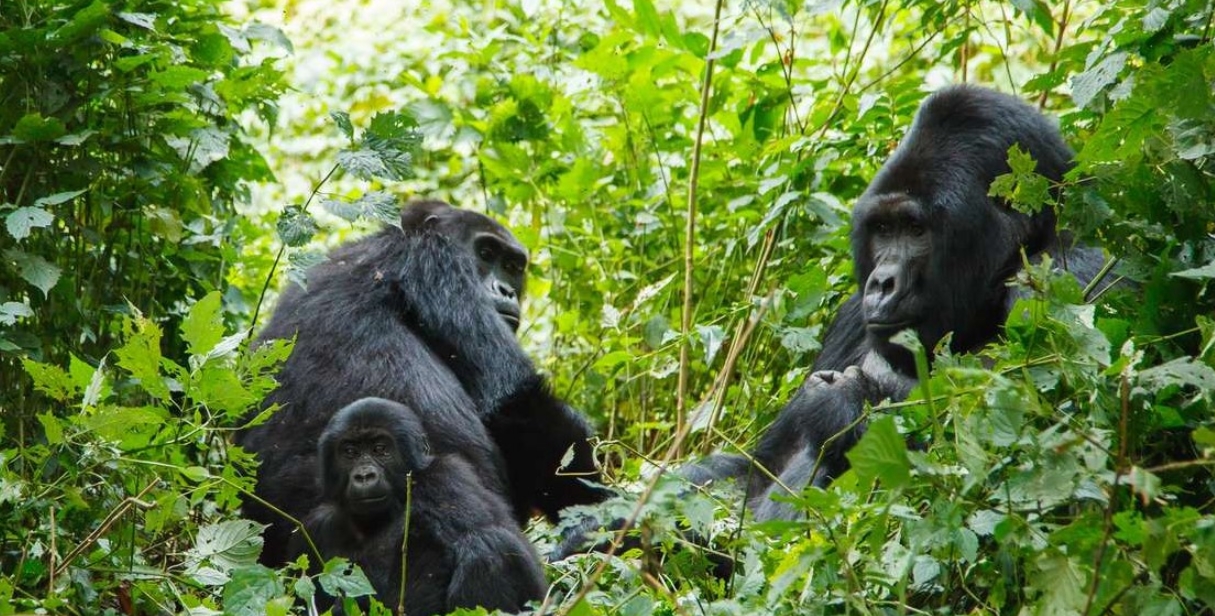 wilflife safari to bwindi impenetrable National park
