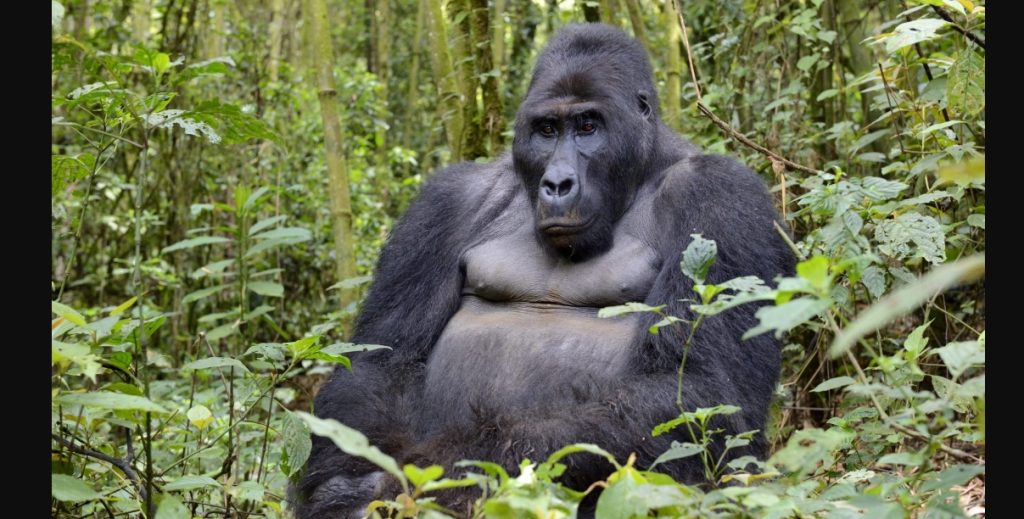 Wonders of Mgahinga National Park