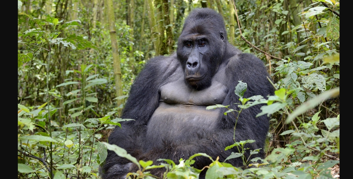 Wonders of Mgahinga National Park