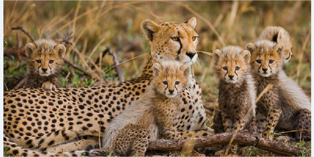 Why Uganda is a must-visit wildlife destination in Africa