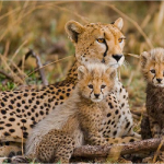 Why Uganda is a must-visit wildlife destination in Africa