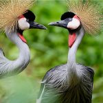 Witness the Magic of Uganda’s Wildlife