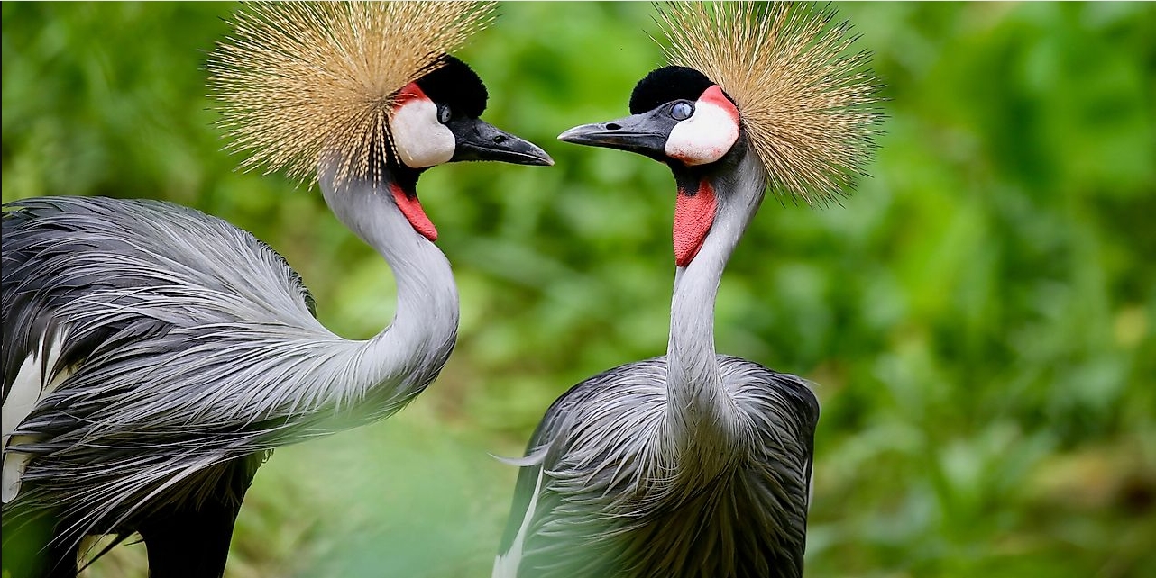 Witness the Magic of Uganda’s Wildlife