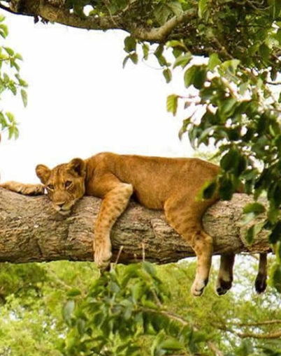 3-Days queen Elizabeth National Park Safari