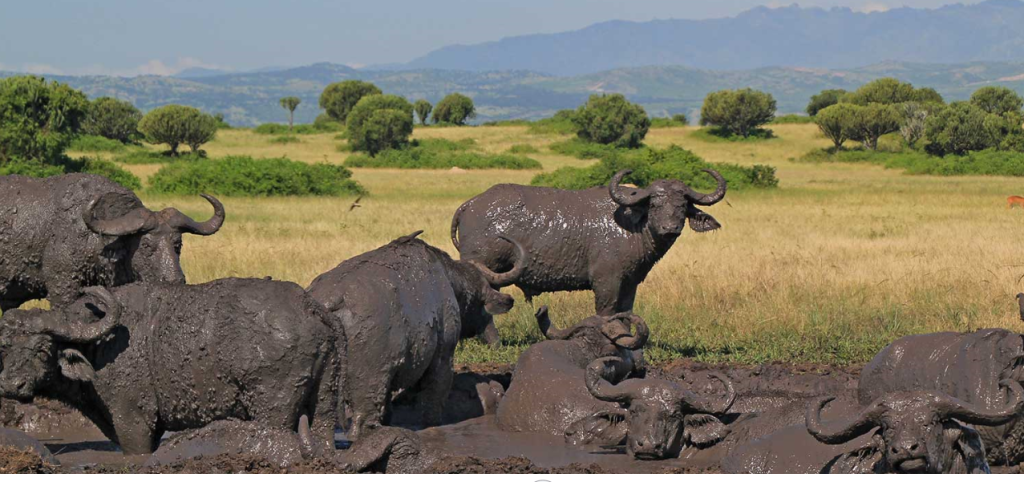 Cultural Experiences in Queen Elizabeth National Park