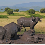Cultural Experiences in Queen Elizabeth National Park
