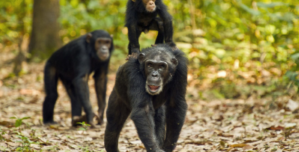 Discounted Uganda Chimpanzee Trekking  Permits