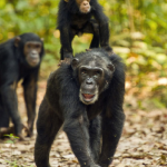Discounted Uganda Chimpanzee Trekking  Permits