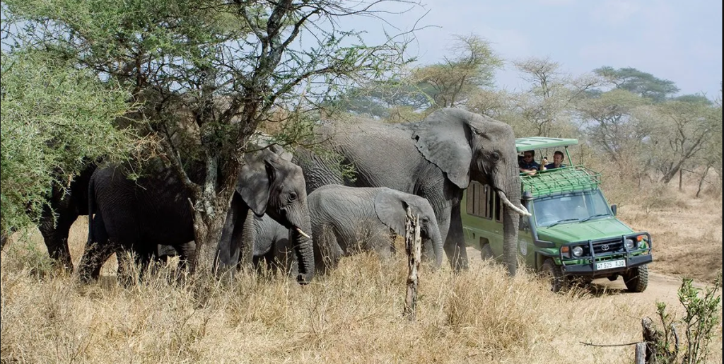 Why Travelers Should Choose Uganda for Safaris than Other Destinations?