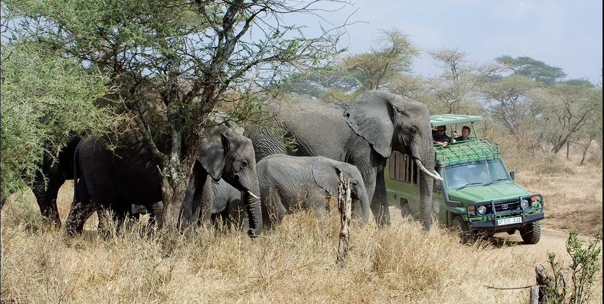 Why Travelers Should Choose Uganda for Safaris than Other Destinations?